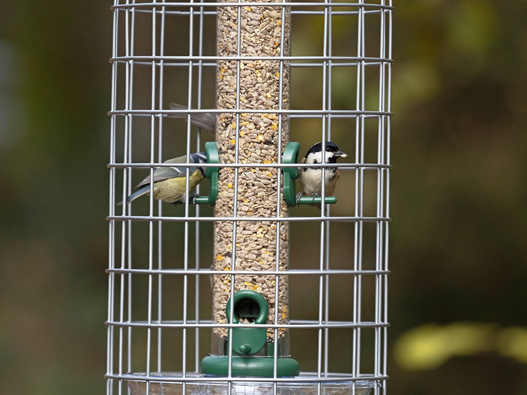 bfg-4 bird feeder guardians mediano