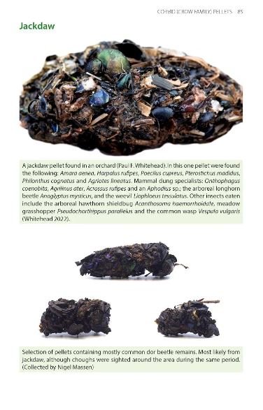 bird pellets. a complete photographic guide