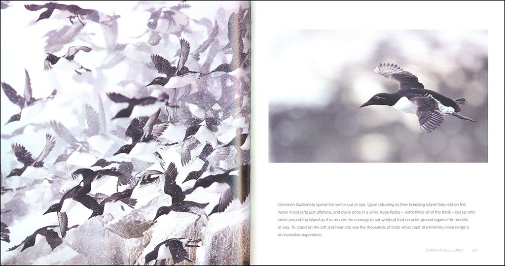 birds in pictures