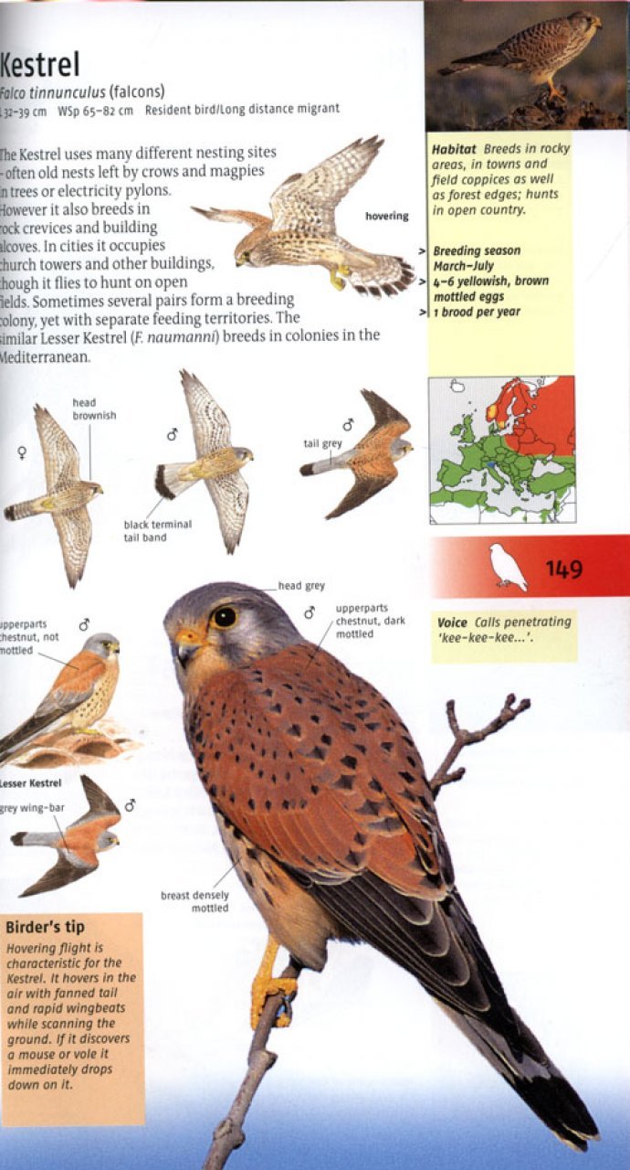 birds of britain and europe