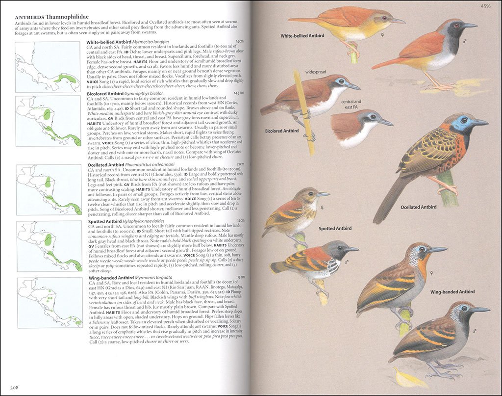 birds of central america: belize, guatemala, honduras, el salvador, nicaragua, costa rica and panama