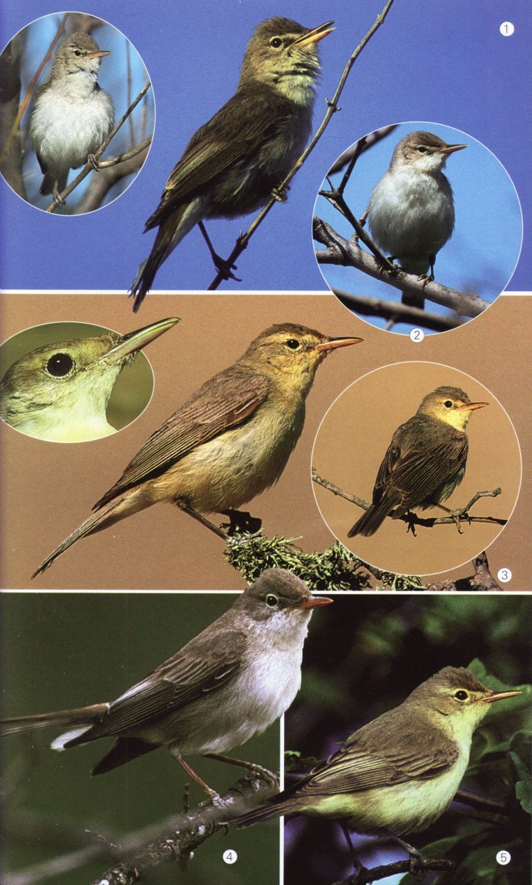 birds of the mediterranean