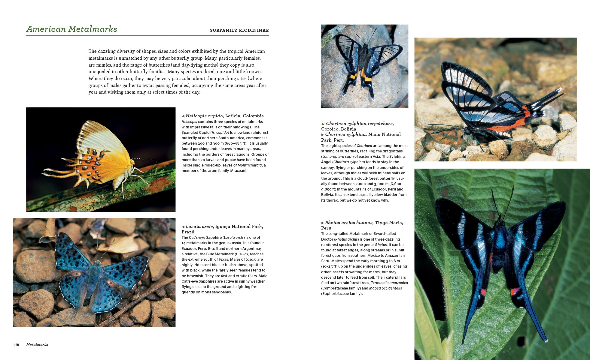 butterflies. their natural history and diversity