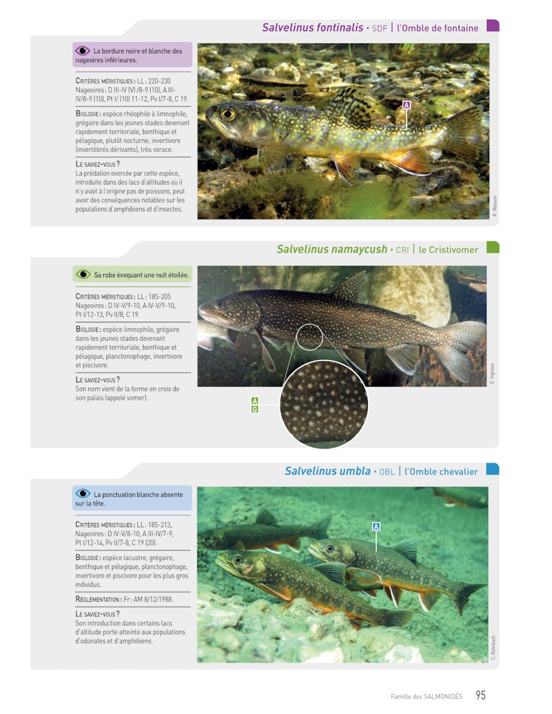 cahier d'identification des poissons d'eau douce de france