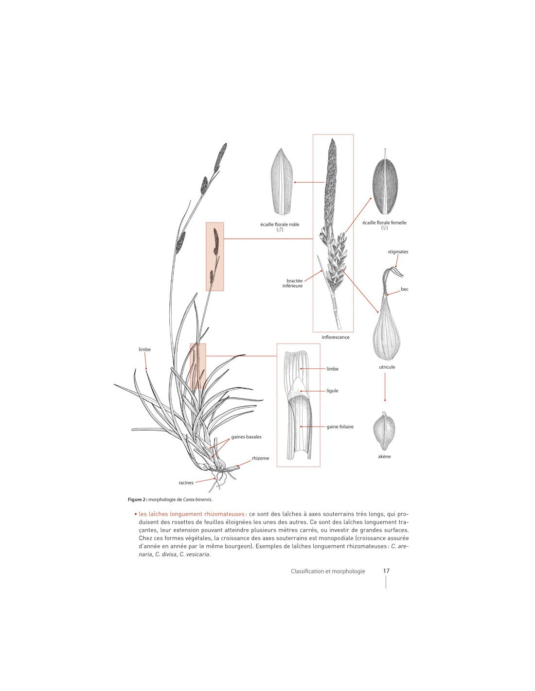 carex de france