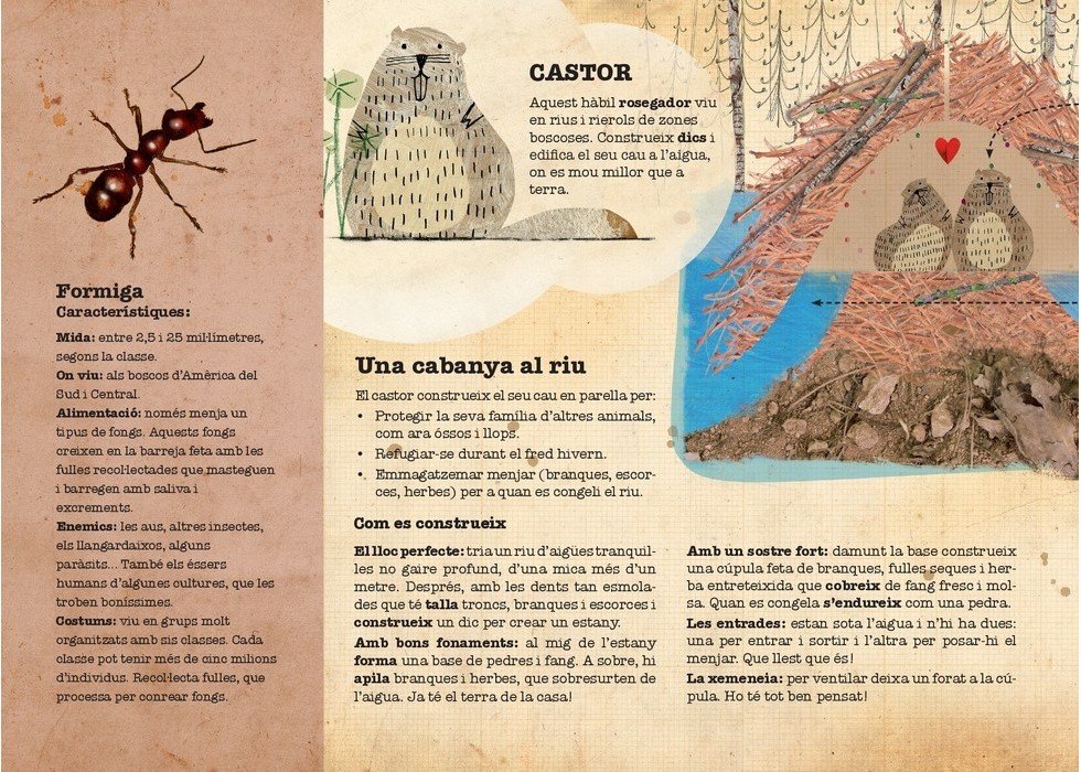 castor constructor i altres animals arquitectes