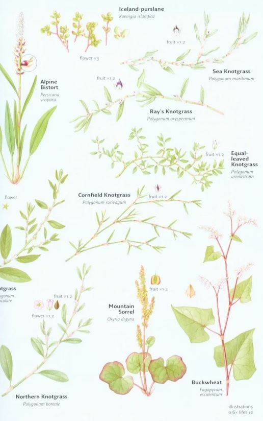 collins wild flower guide