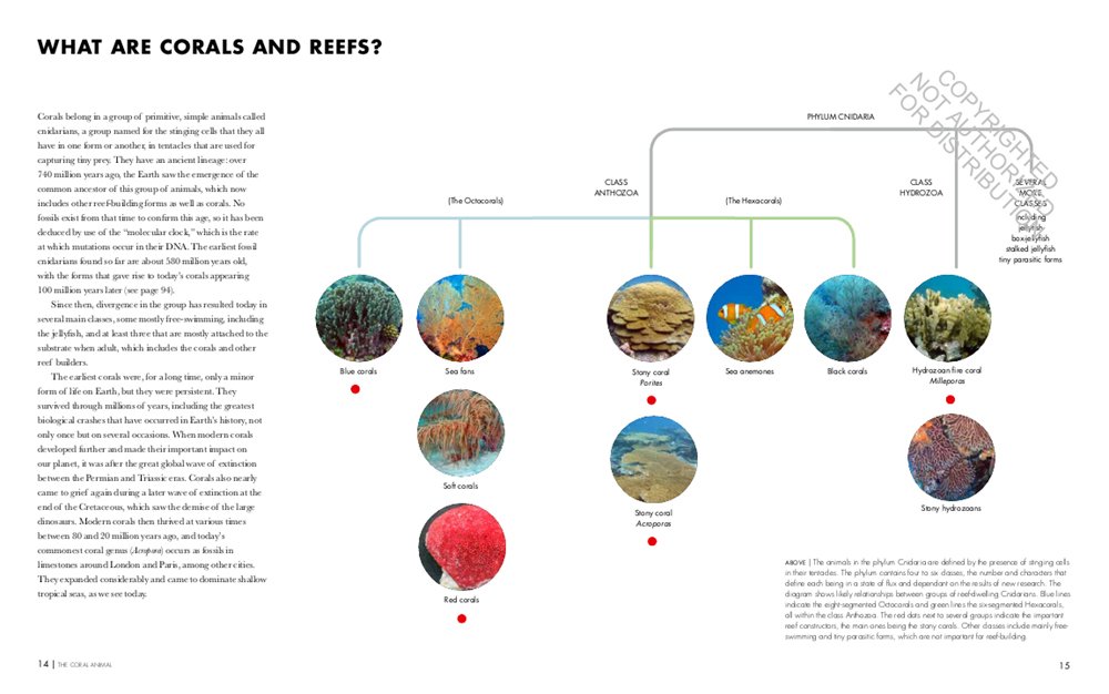 coral reefs: a natural history. an illustrated look at corals from around the world