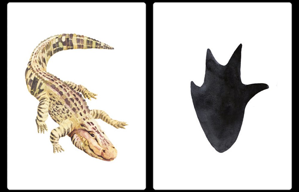 descobriu la petjada. emparelleu 25 animals amb llurs petjades