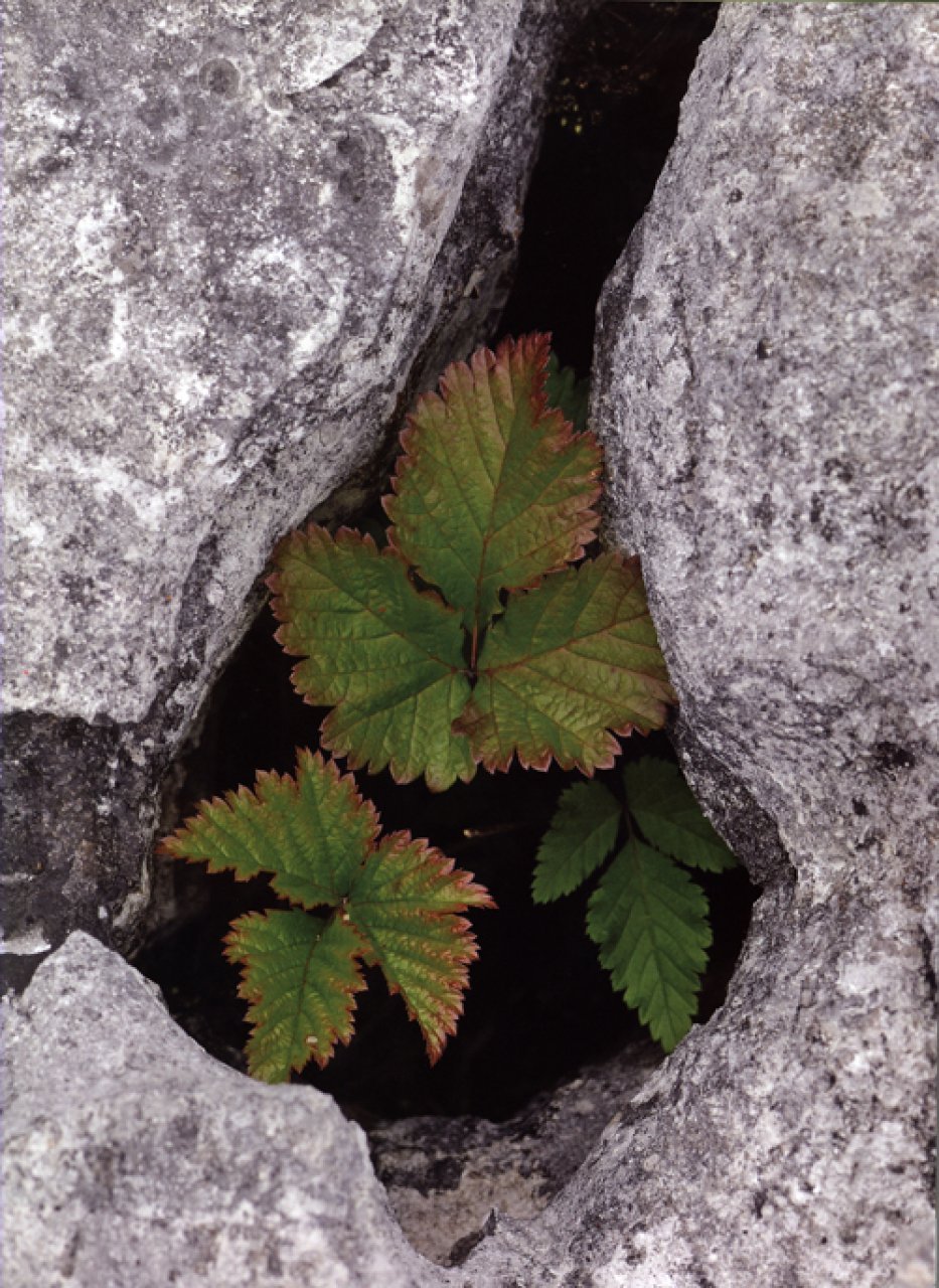 digital plant photography
