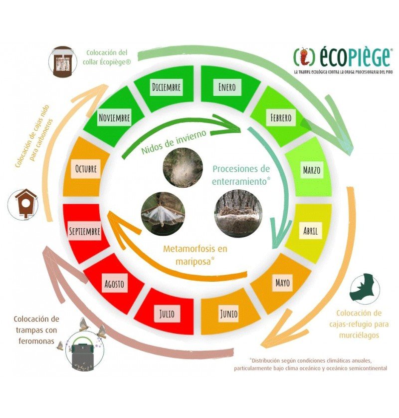 ecopiege 30cm collar para el control de la oruga de la procesionaria