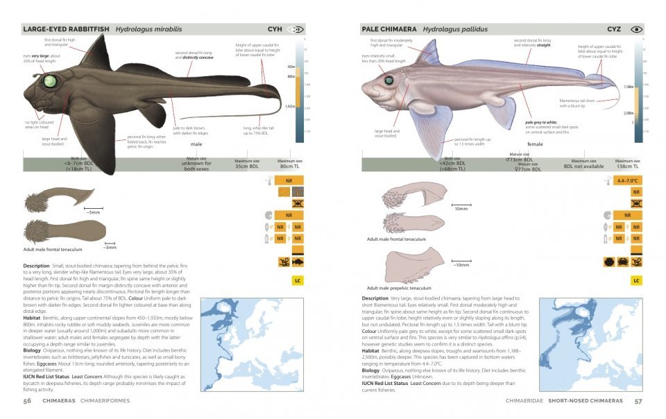 field guide to sharks, rays and chimaeras of europe and the mediterranean