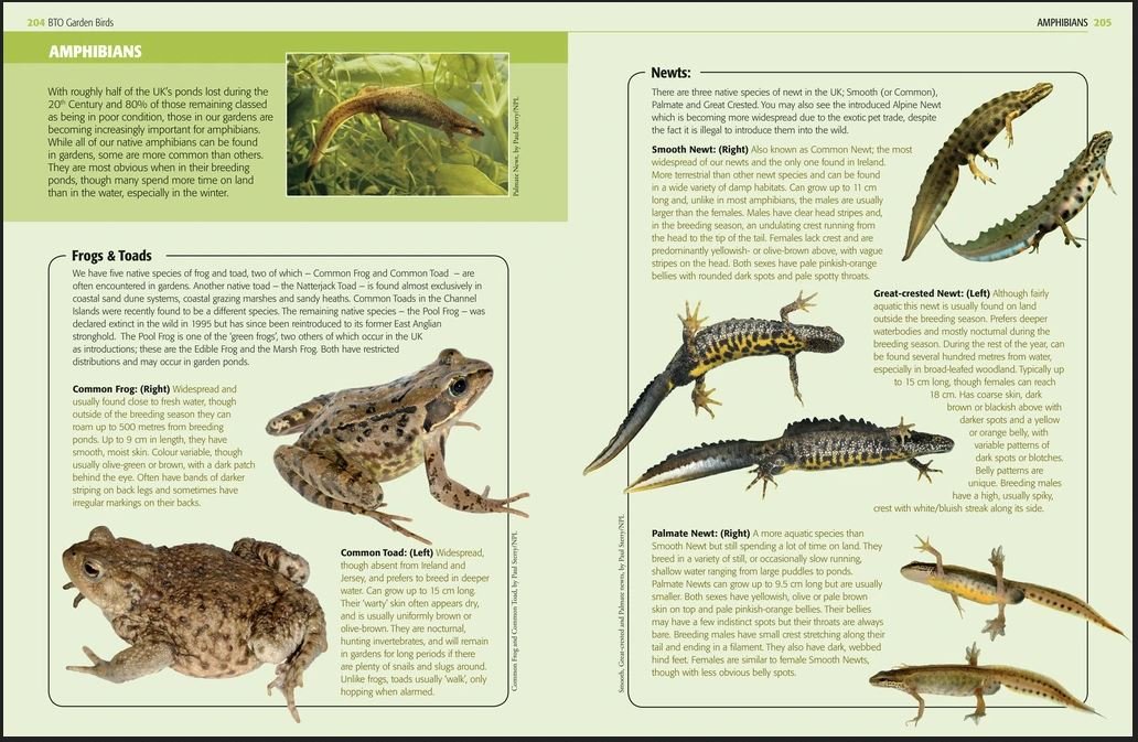 garden birds and other wildlife