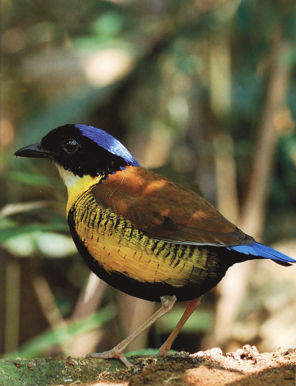 going, going, gone. 100 animals and plants on the verge of extinction