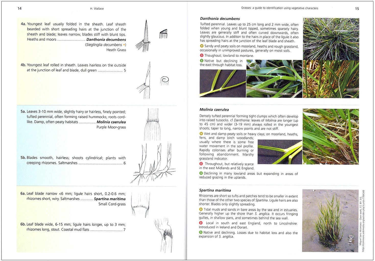 grasses: a guide to identification using vegetative characters