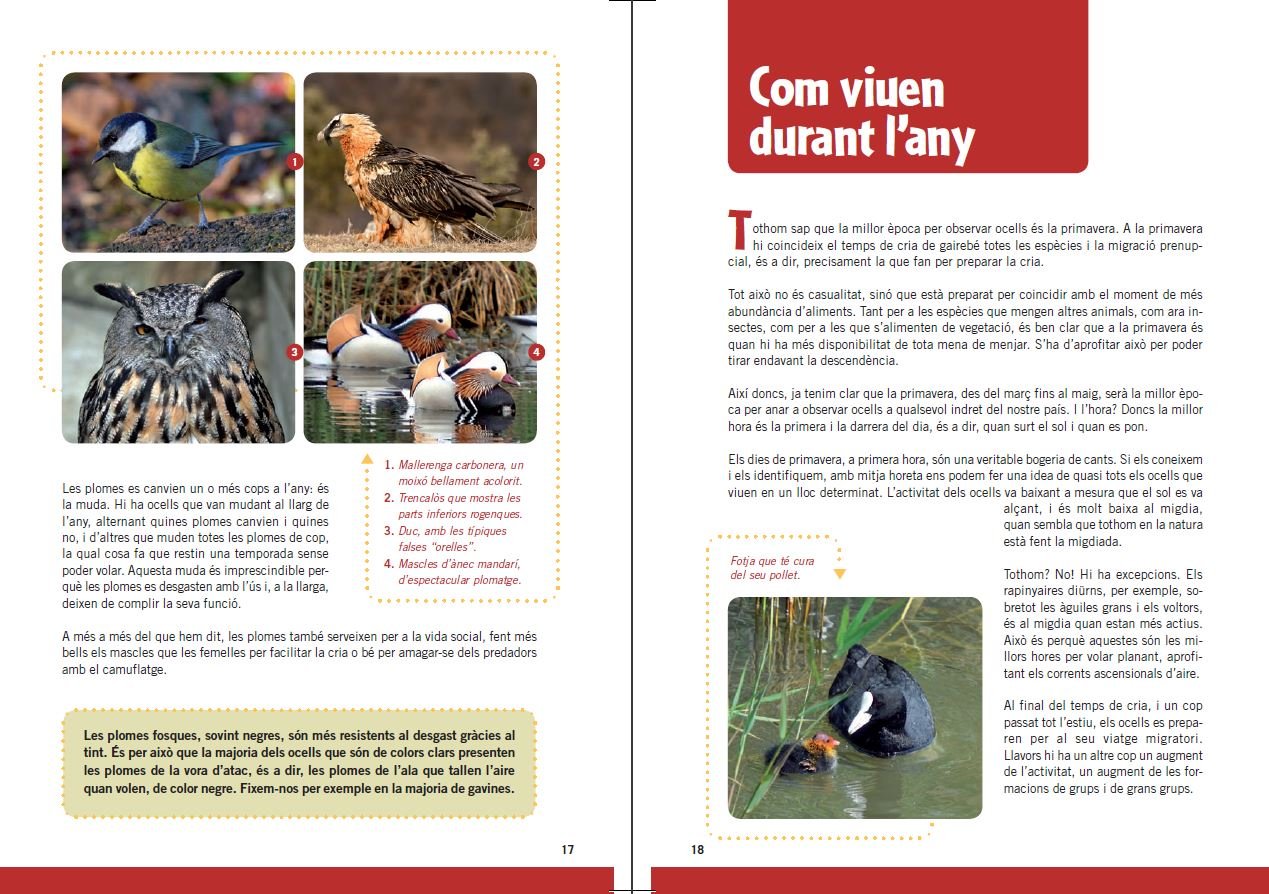 guia d'ocells per a nois i noies