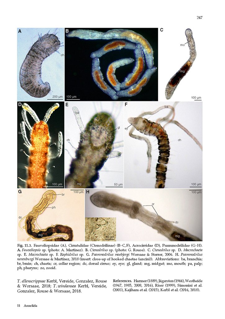 guide to the identification of marine meiofauna