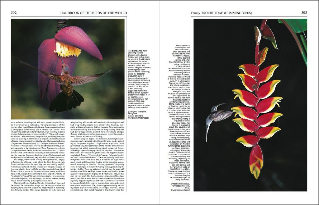 handbook of the birds of the world, vol. 5. barn-owls to hummingbirds