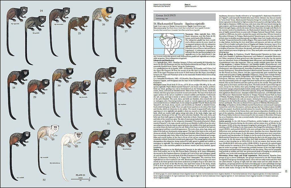 handbook of the mammals of the world. vol. 3 primates