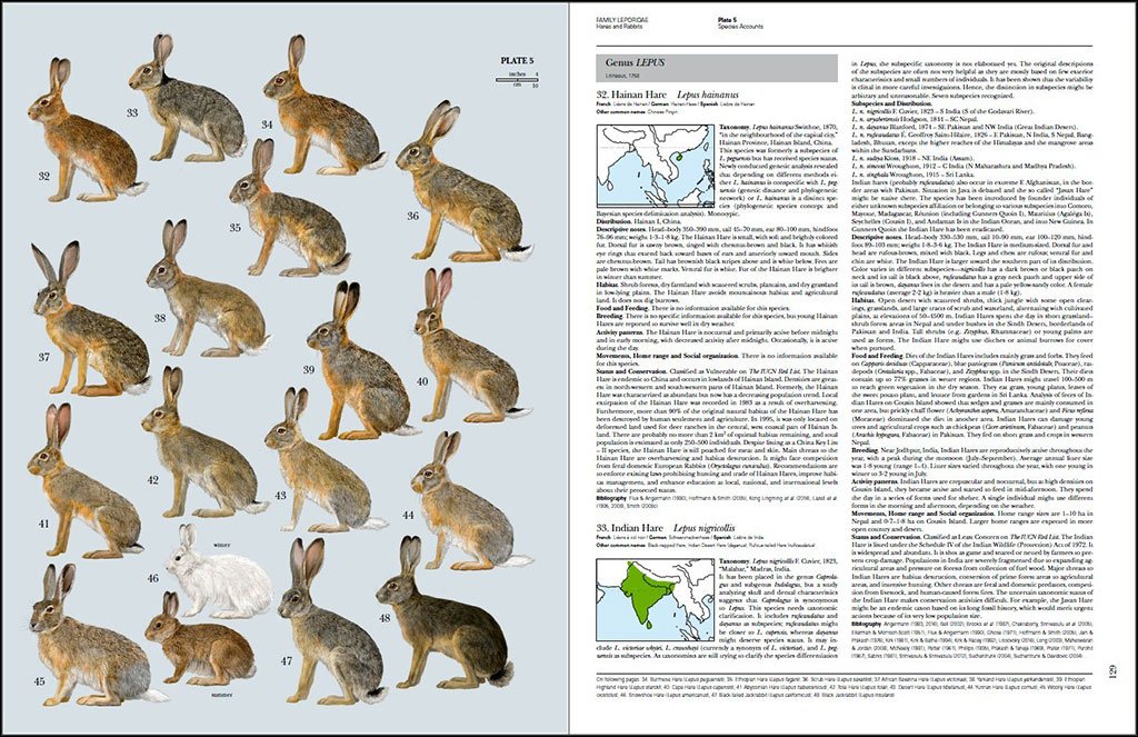 handbook of the mammals of the world. volume 6 rodents and lagomorphs
