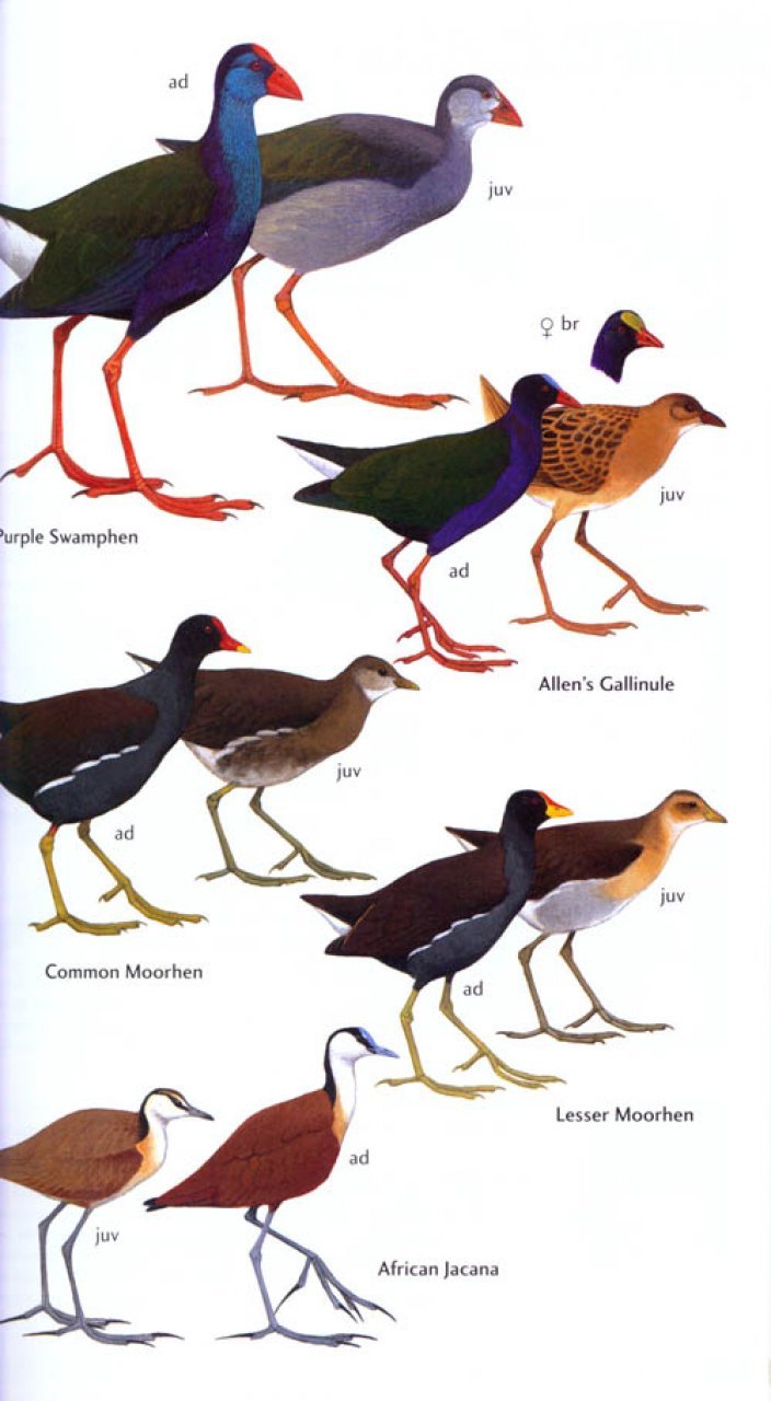 helm field guide. birds of ghana