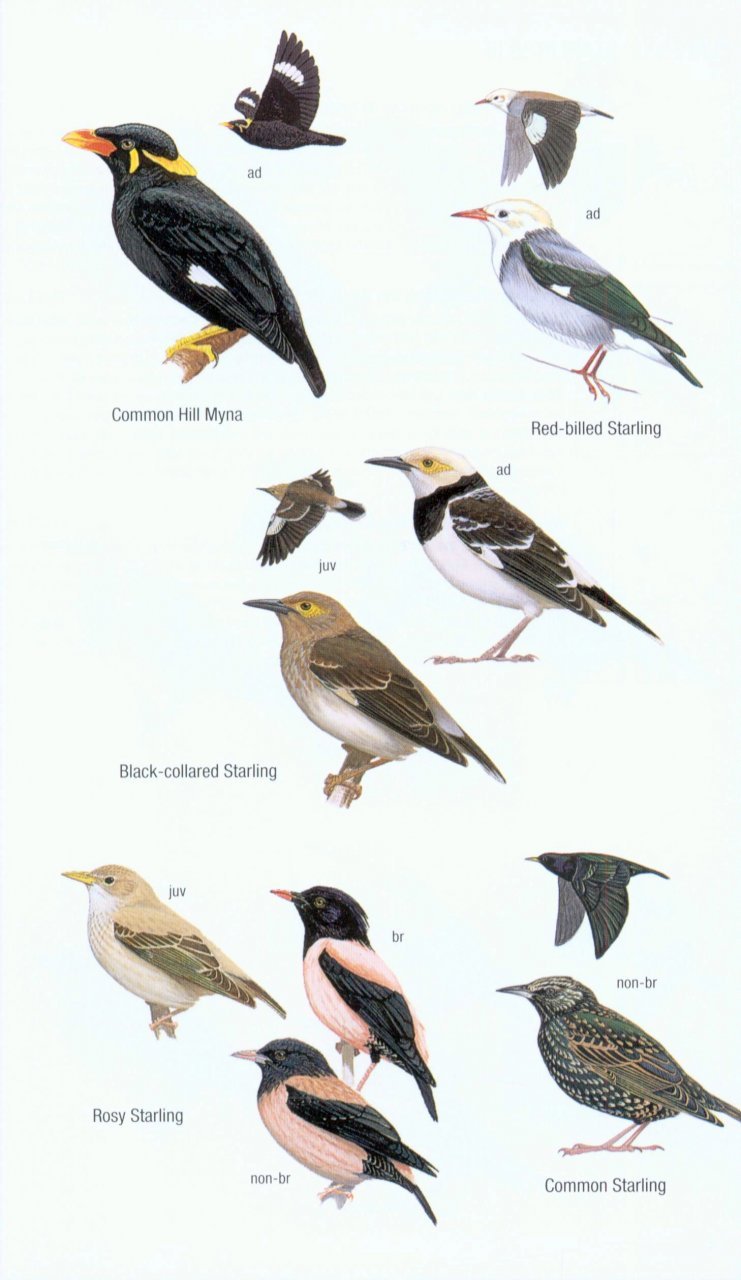 helm field guides. birds of borneo