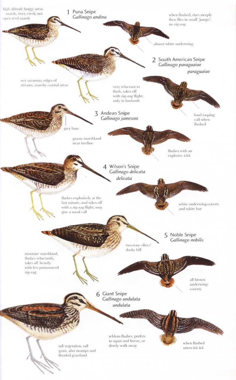 helm field guides. birds of northern south america. species accounts