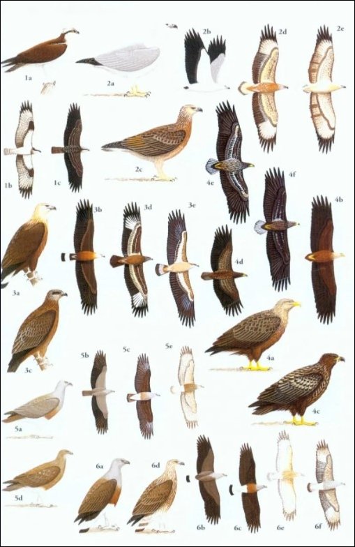 helm field guides. birds of south-east asia. concise edition