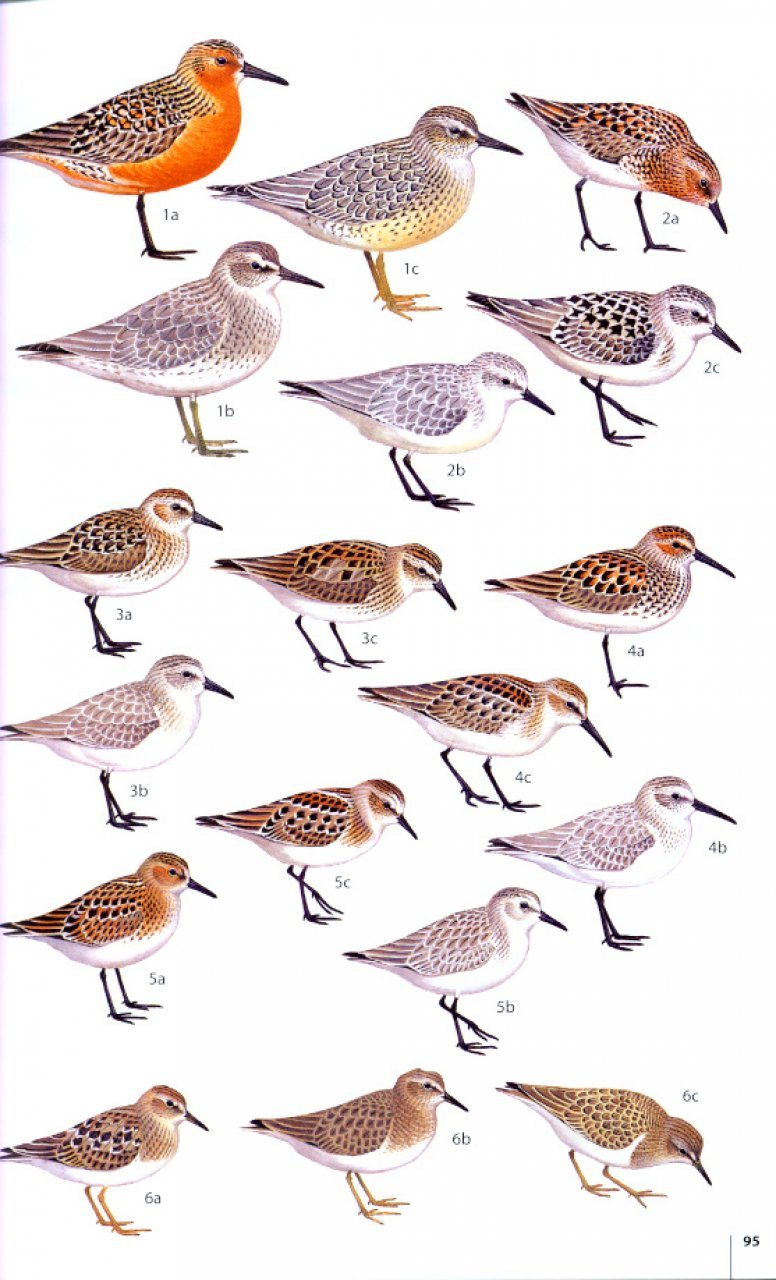helm field guides. birds of the atlantic islands. canary islands, madeira, azores, cape verde