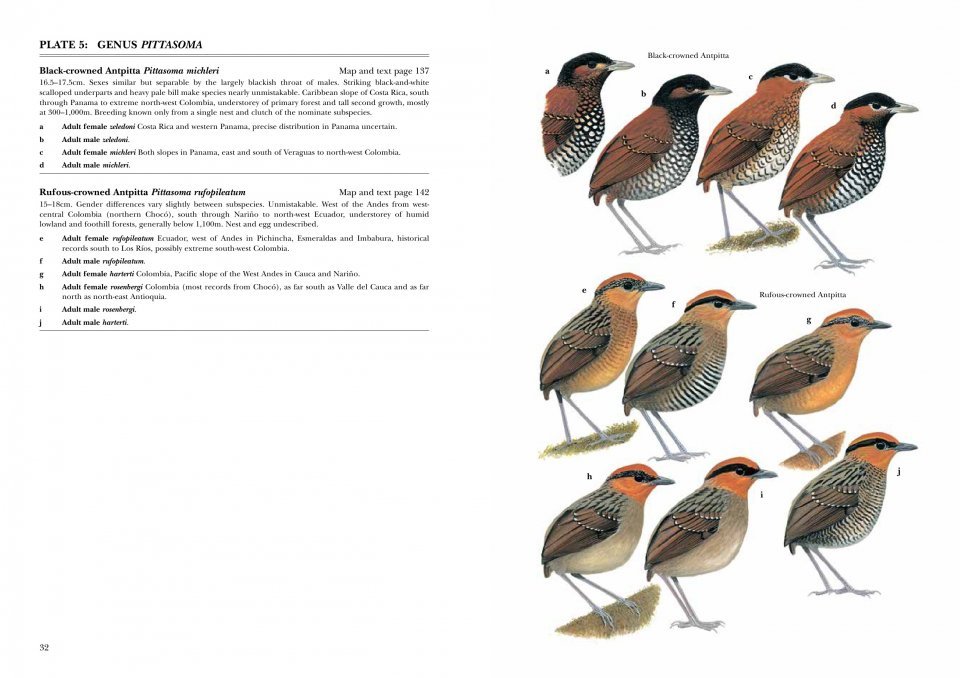 helm identification guides. antpittas and gnateaters