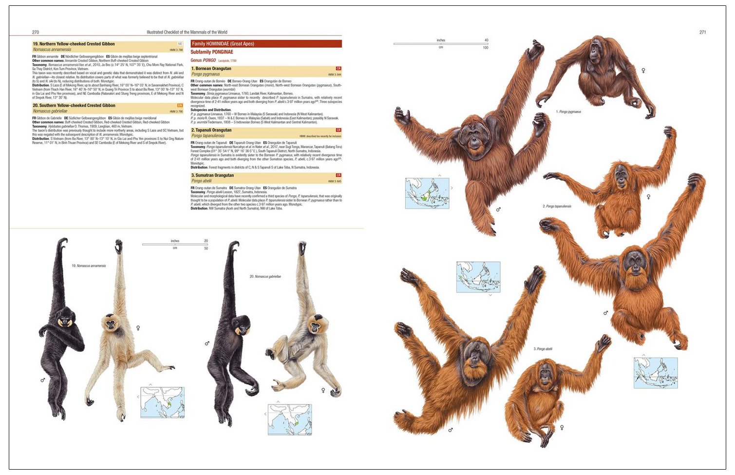 illustrated checklist of the mammals of the world