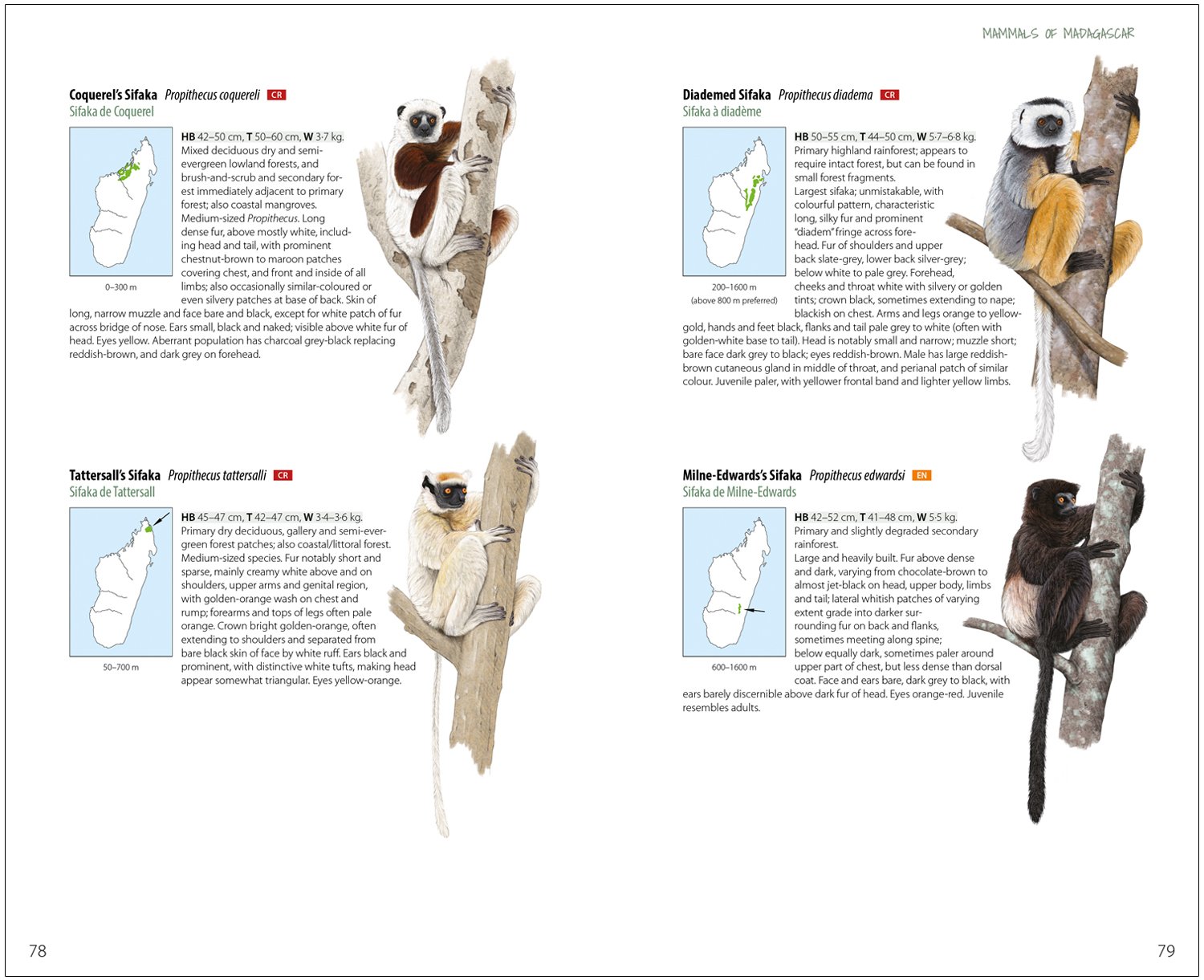 mammals of madagascar