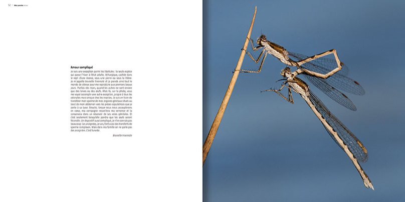 ma vie de libellule. collection histoires d'images
