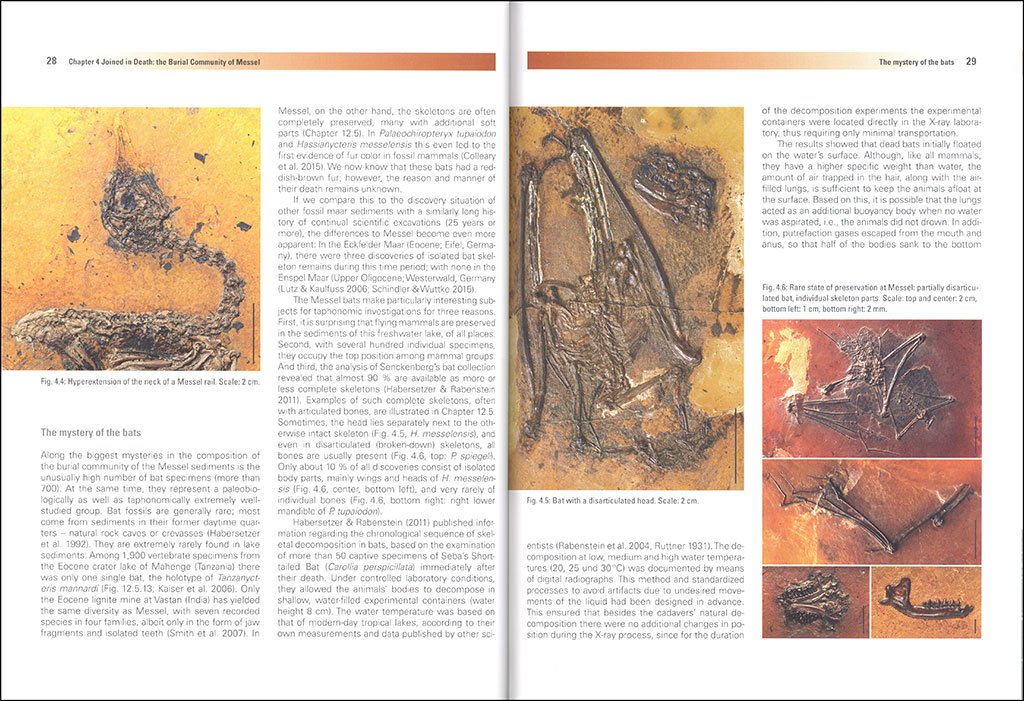 messel: an ancient greenhouse ecosystem