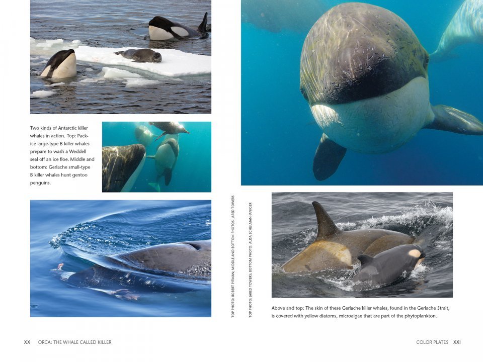 orca: the whale called killer