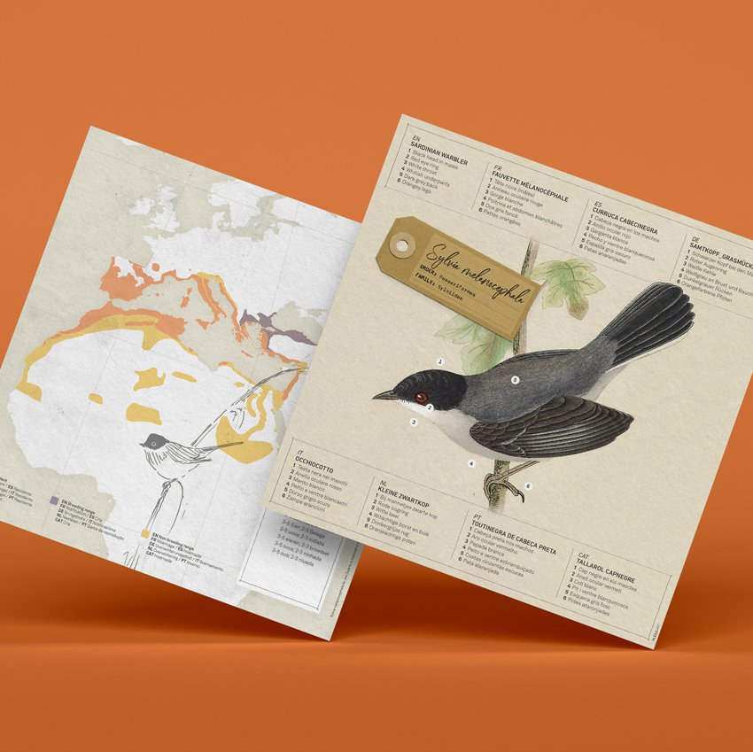 plegopaper- curruca cabecinegra (tallarol capnegre)