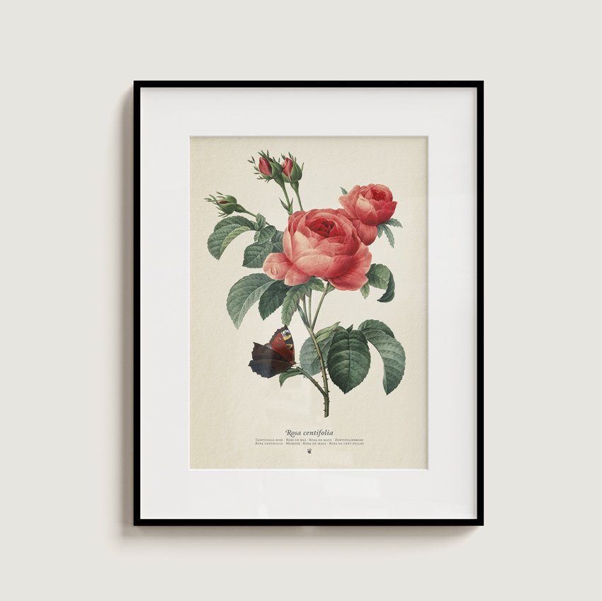 plego pop up rosa centifolia (rosa)