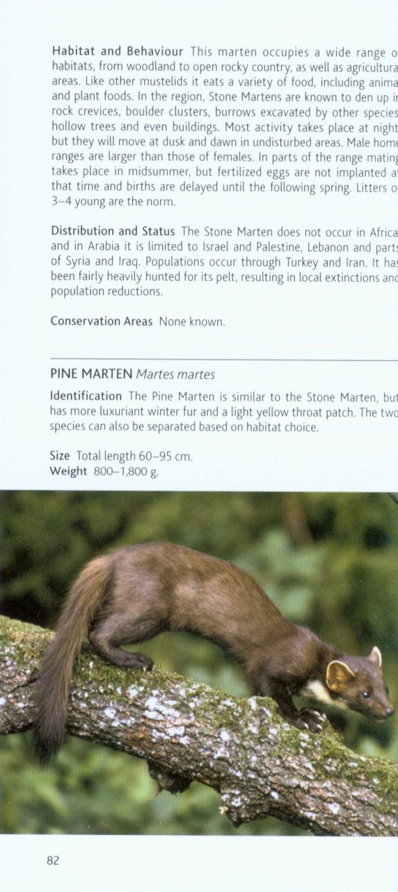 pocket photo guide to the mammals of north africa and the middle east