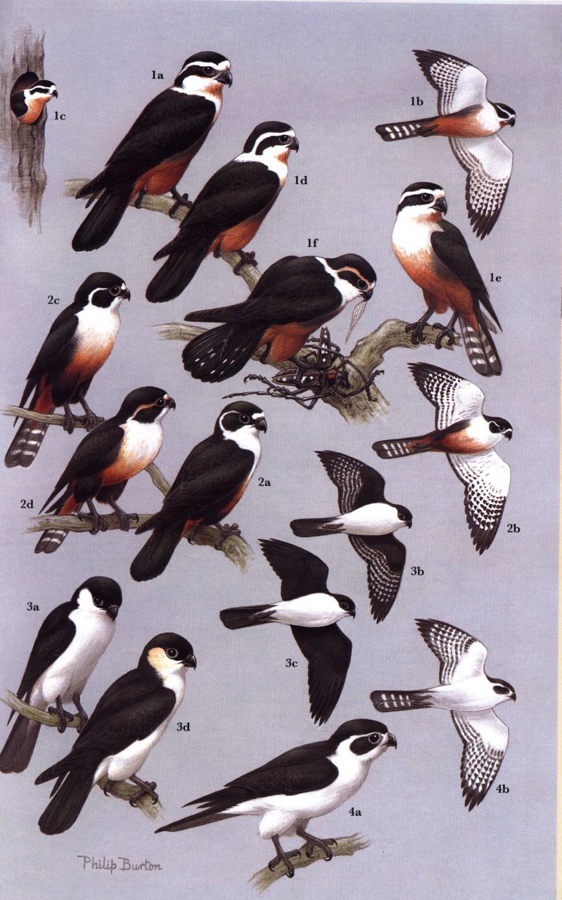 raptors of the world. a field guide