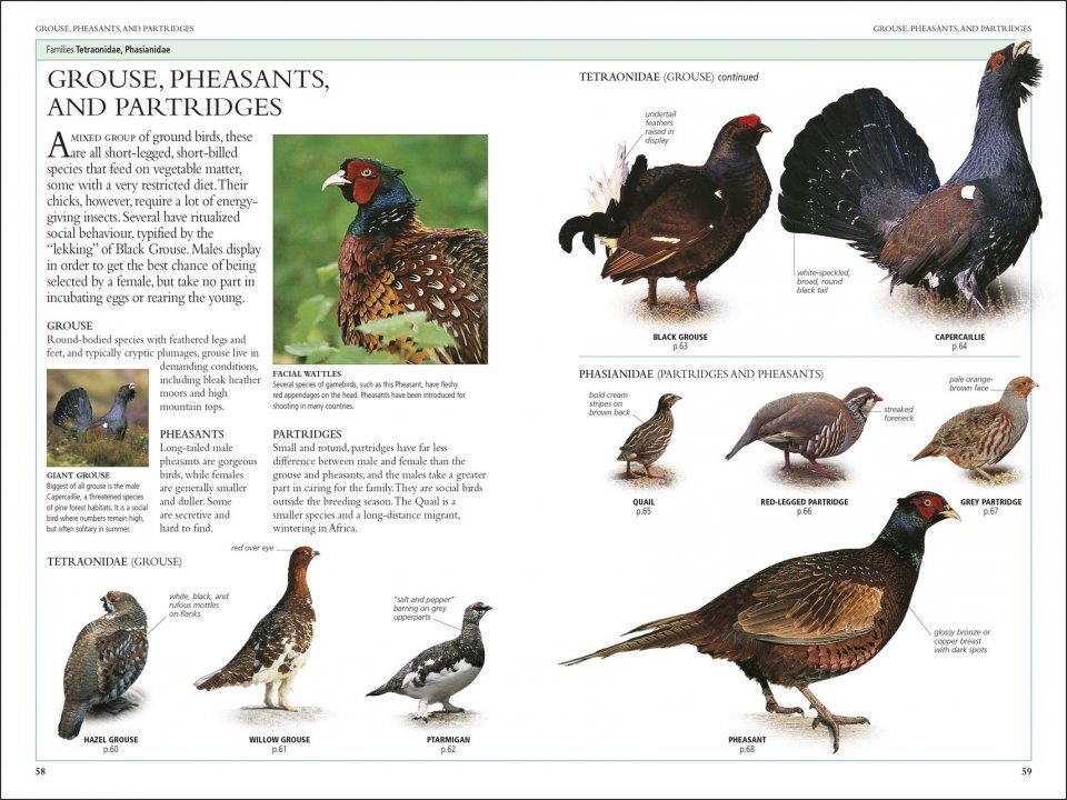 rspb birds of britain and europe