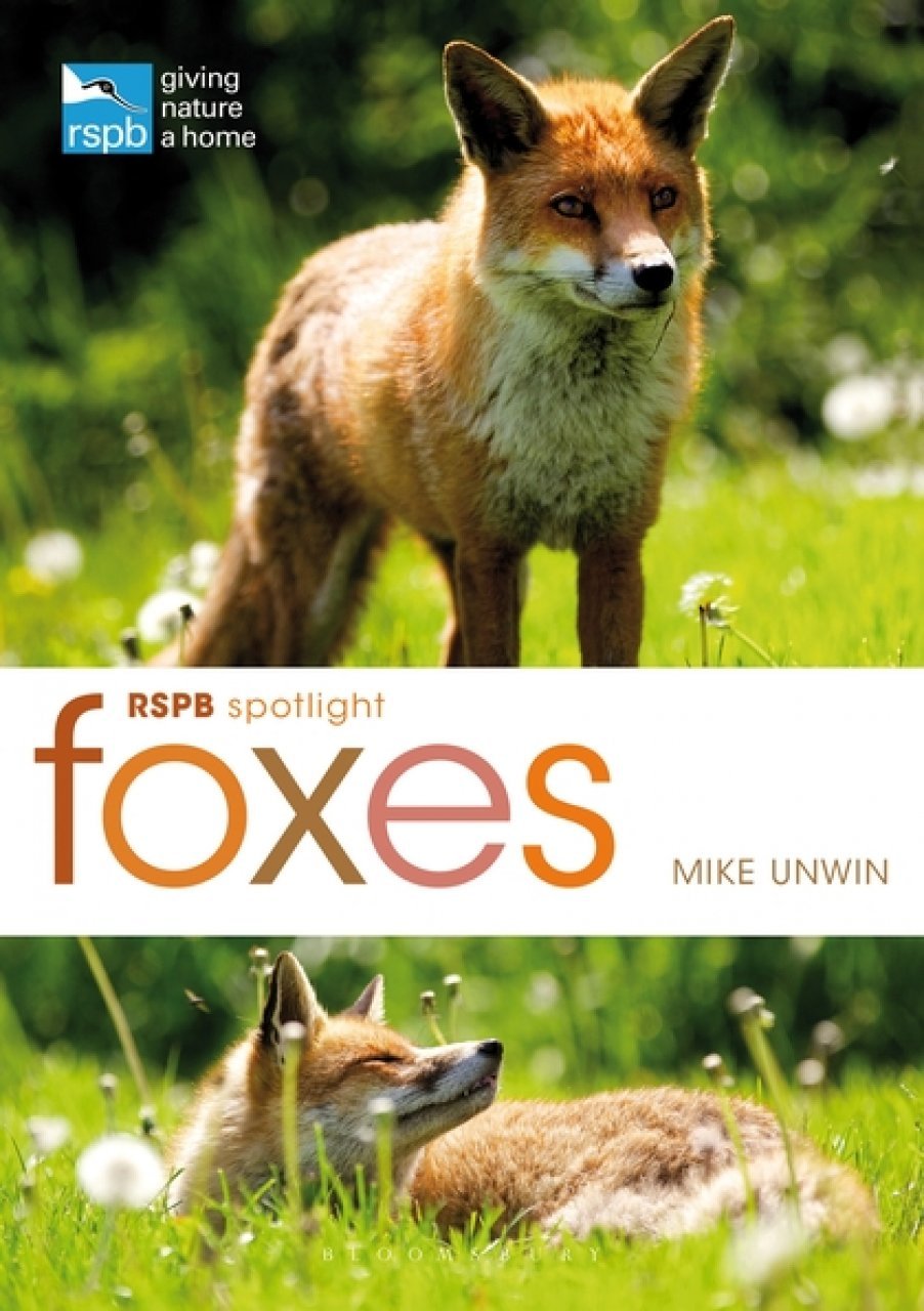 rspb spotlight: foxes