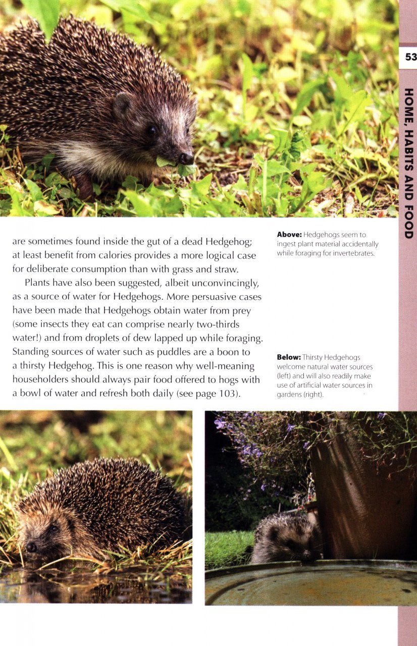 rspb spotlight: hedgehogs
