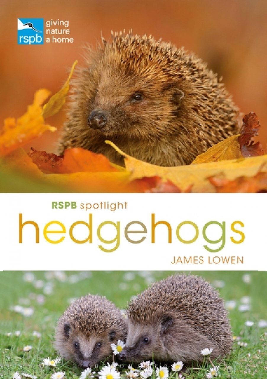 rspb spotlight: hedgehogs