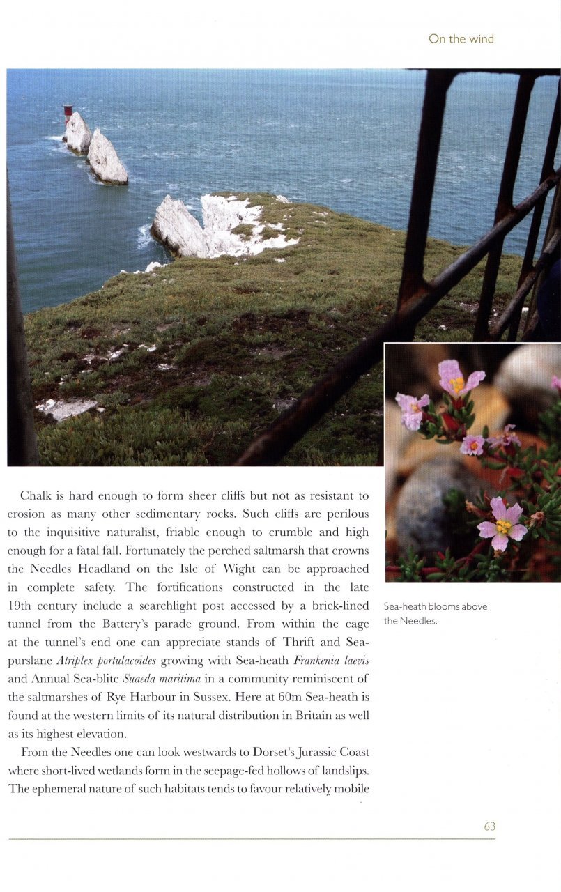 saltmarsh