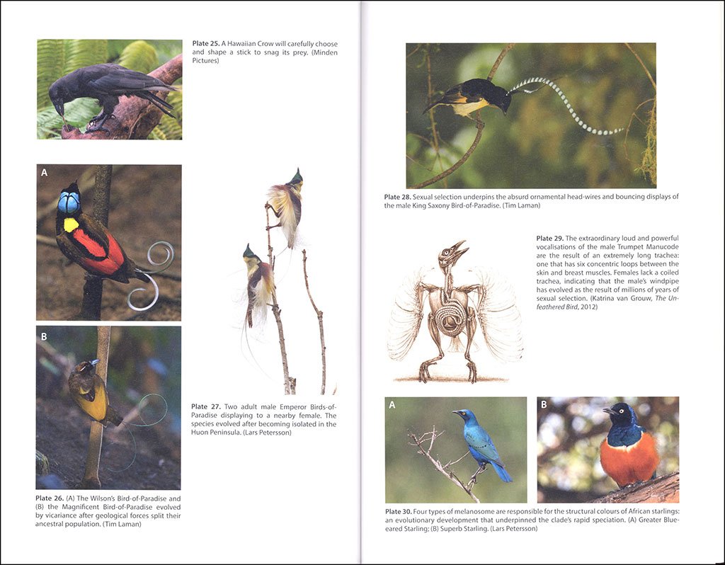the ascent of birds. how modern science is revealing their story