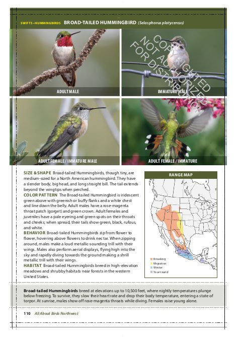 the cornell lab of ornithology. regional field guide series. all about birds northwest: northwest us and canada