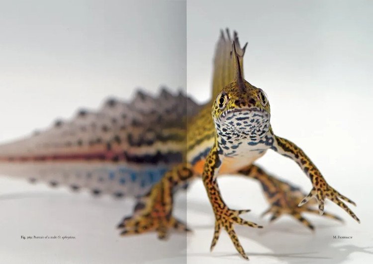 the genus ommatotriton