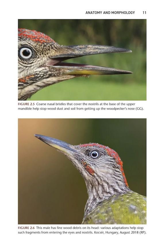 the green woodpecker. the natural & cultural history of picus viridis