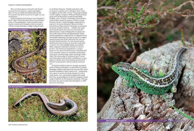 the nature of the new forest. celebrating the wildlife of a working common