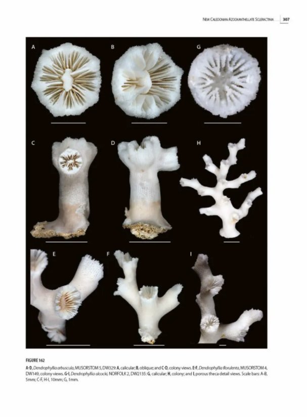 tropical deep-sea benthos